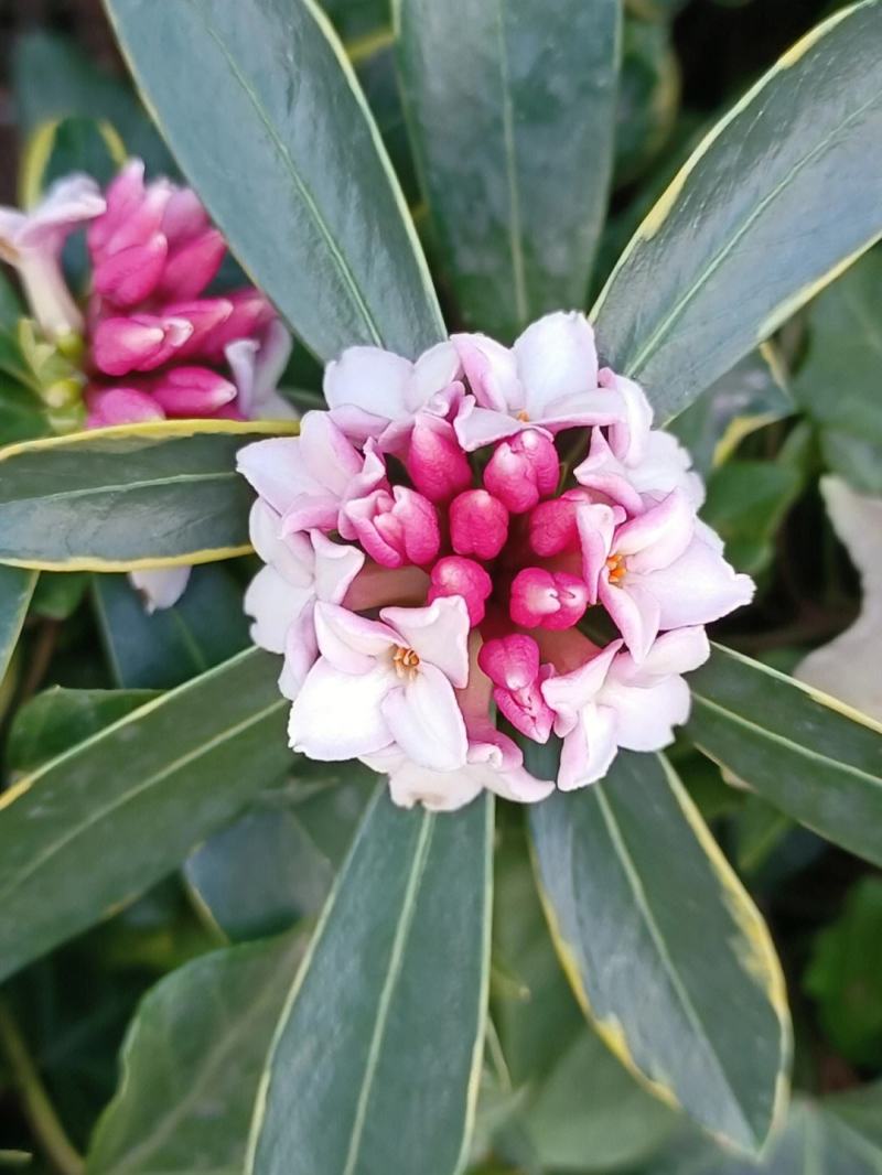 金边瑞香【金边瑞香】正是开花季节，满屋飘香