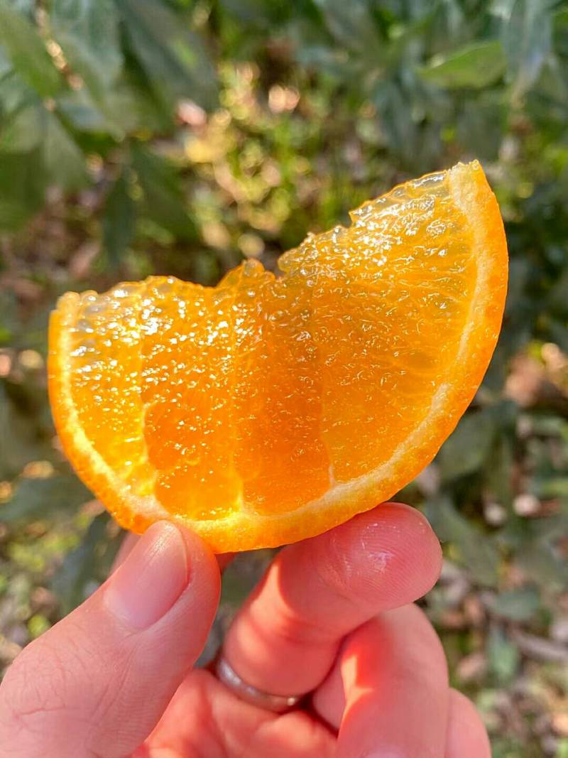 武鸣沃柑正当季口感纯甜期好评率耐放蜜甜多汁，皮薄易剥
