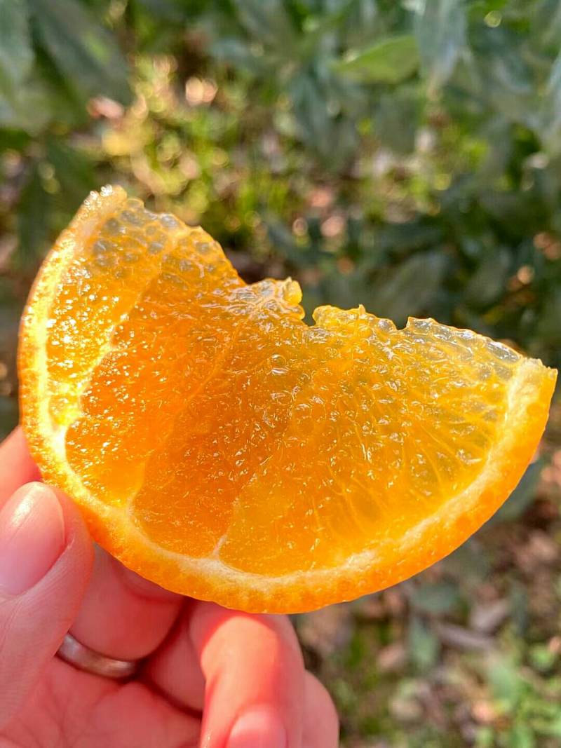 武鸣沃柑正当季口感纯甜期好评率耐放蜜甜多汁，皮薄易剥