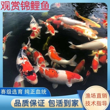 渔场直供纯种日本锦鲤鱼苗各种颜色锦鲤鱼苗全国包邮发货技术