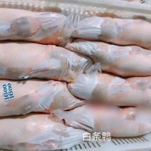 樱桃谷瘦肉型白条鸭