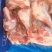 4425半切前腿骨