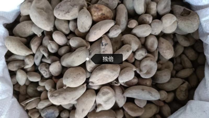 五倍子各种规格独倍角倍都有批发零售
