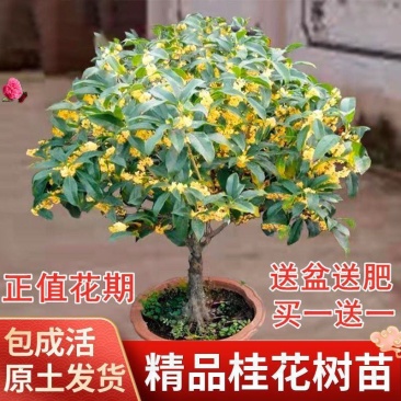 桂花树苗盆栽四季开花庭院桂花树金桂丹桂四季桂花浓香型好养