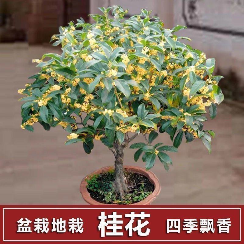 桂花树苗盆栽四季开花庭院桂花树金桂丹桂四季桂花浓香型好养