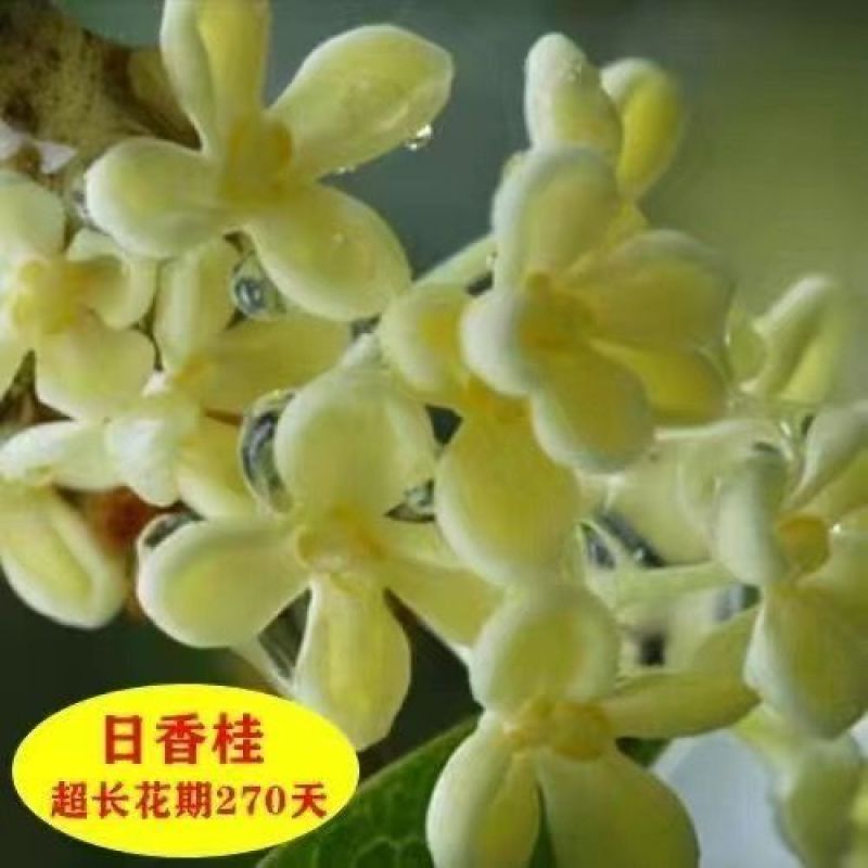 桂花树苗盆栽四季开花庭院桂花树金桂丹桂四季桂花浓香型好养