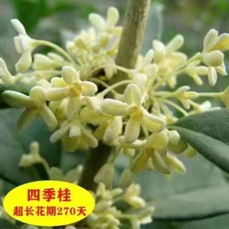 桂花树苗盆栽四季开花庭院桂花树金桂丹桂四季桂花浓香型好养