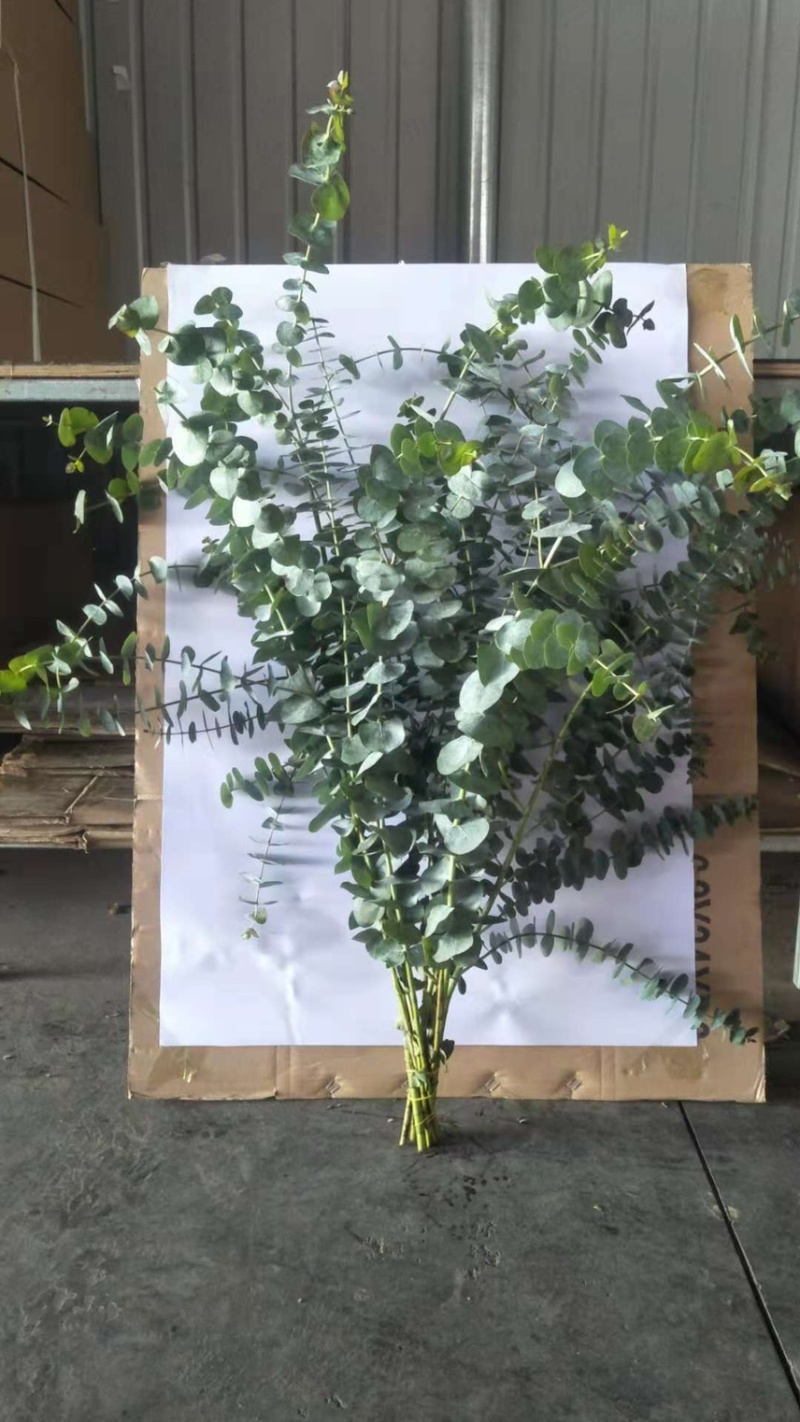 斗南直发草花配叶类康乃馨百合等等