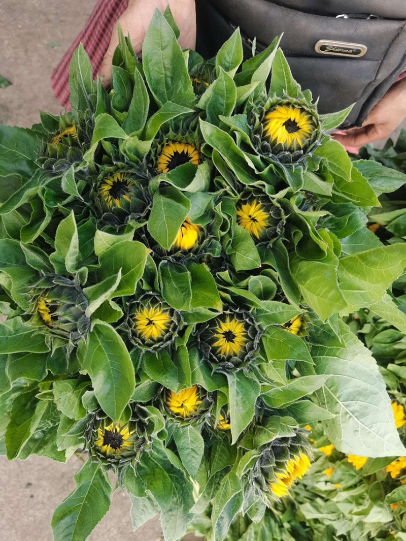 斗南直发草花配叶类康乃馨百合等等