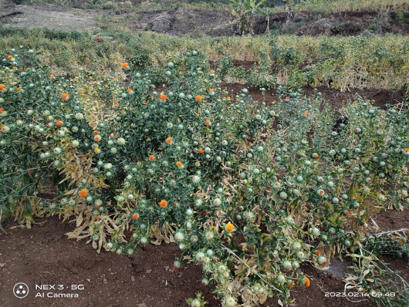 云南红花特级
