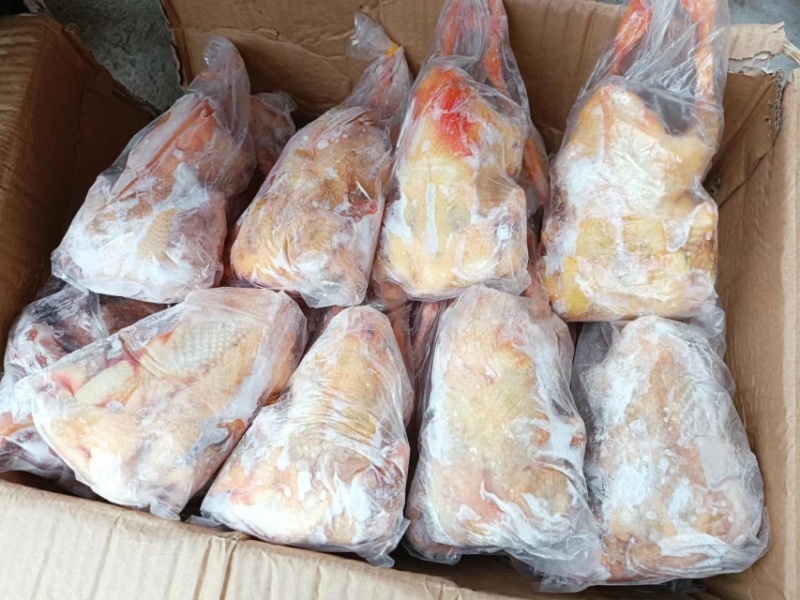 河北晋州鸽肉老鸽子冷冻白条鸽厂家直发供应充足欢迎来电咨询