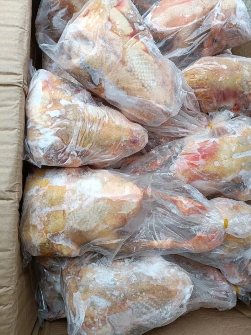 河北晋州鸽肉老鸽子冷冻白条鸽厂家直发供应充足欢迎来电咨询