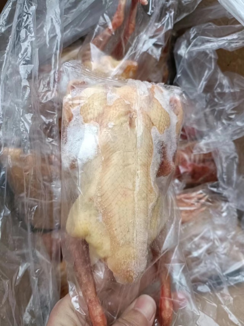河北晋州鸽肉老鸽子冷冻白条鸽厂家直发供应充足欢迎来电咨询