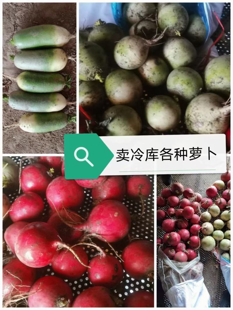 大量出售冷库各种罗卜