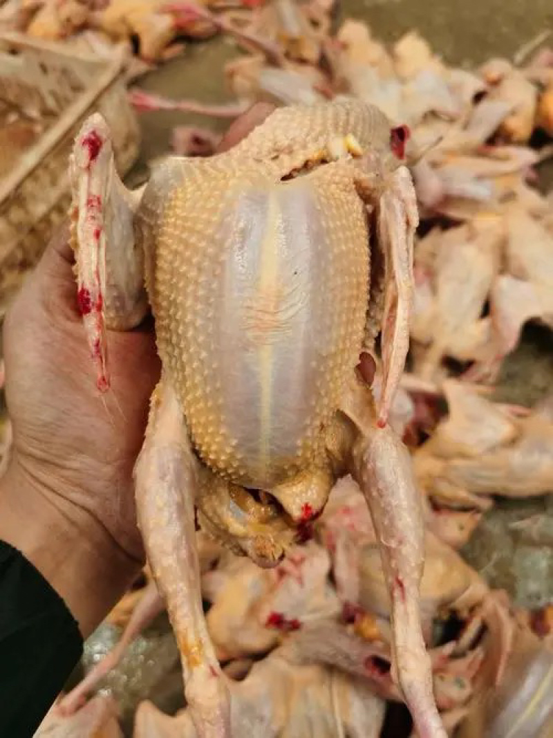 河北晋州鸽肉老鸽子冷冻白条鸽厂家直发供应充足欢迎来电咨询