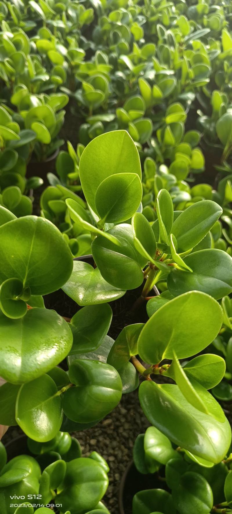 碧玉
