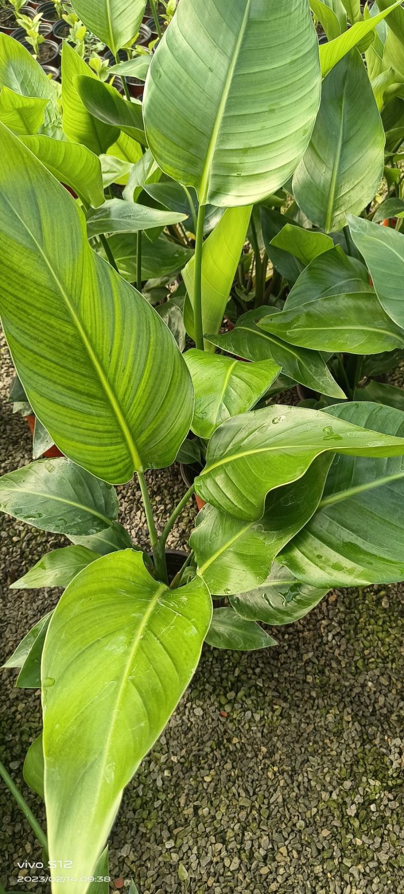 天堂鸟，花卉绿植基地发货