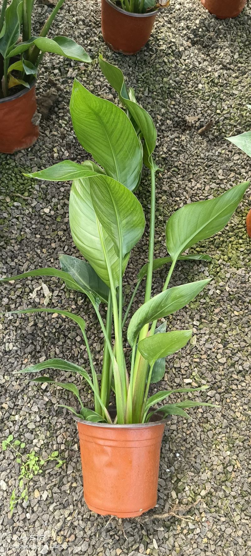 天堂鸟，花卉绿植基地发货