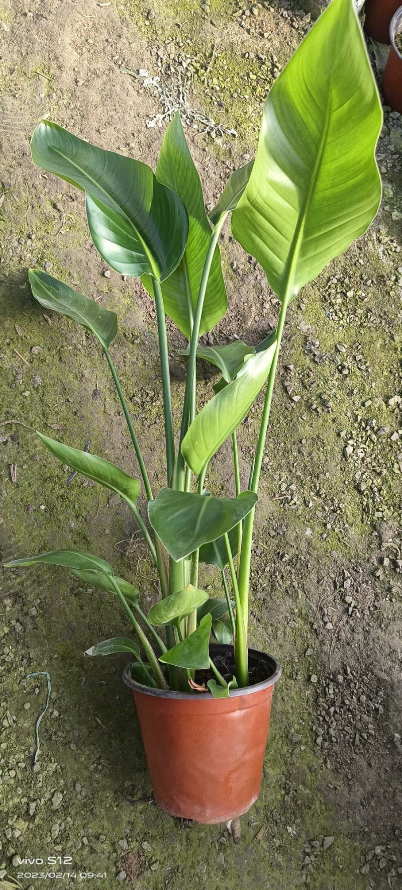 天堂鸟，花卉绿植基地发货