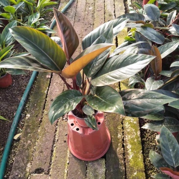 金钻红钻花卉绿植基地出货大小都有，联系报价
