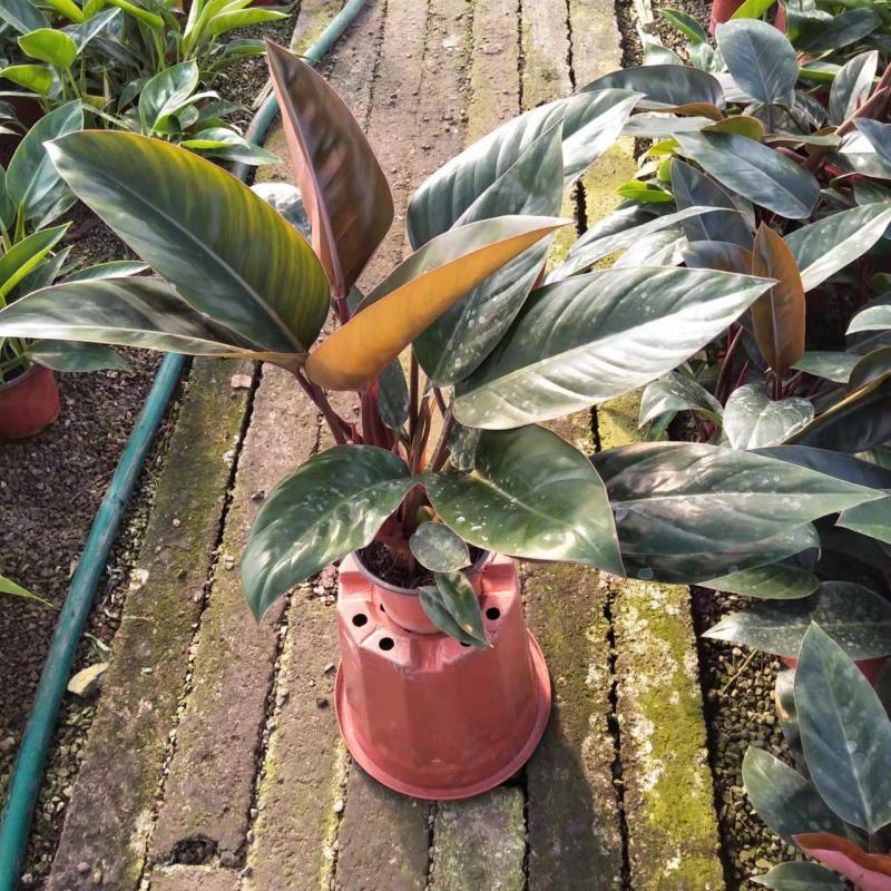 金钻红钻花卉绿植基地出货大小都有，联系报价