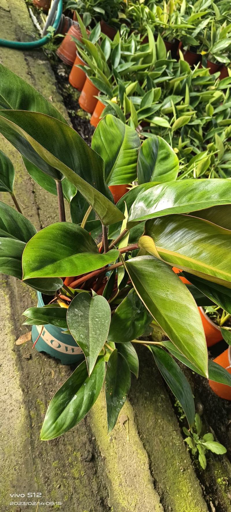 金钻红钻花卉绿植基地出货大小都有，联系报价