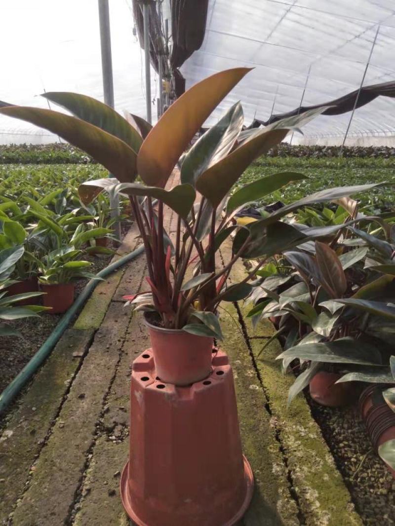 金钻红钻花卉绿植基地出货大小都有，联系报价
