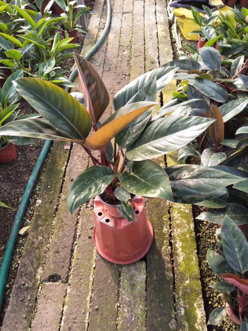 金钻红钻花卉绿植基地出货大小都有，联系报价