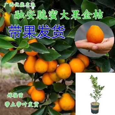 新品脆蜜金桔苗脆皮金桔产地直发融安脆蜜金桔苗