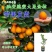 新品脆蜜金桔苗脆皮金桔产地直发融安脆蜜金桔苗