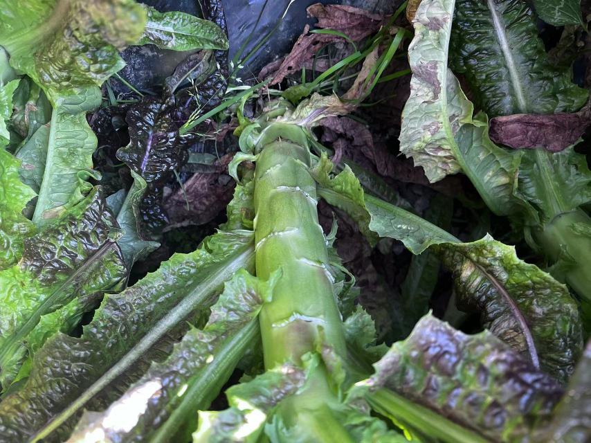 莴苣生长阶段示意图