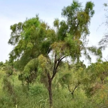 柽柳绿化苗木好成活种种植基地直发量大从优诚信经营欢迎选购