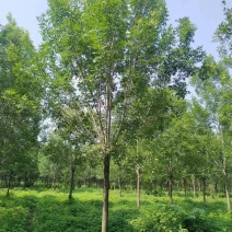 白蜡种苗白蜡树苗木好存活基地直供品种多样欢迎来电咨询选购