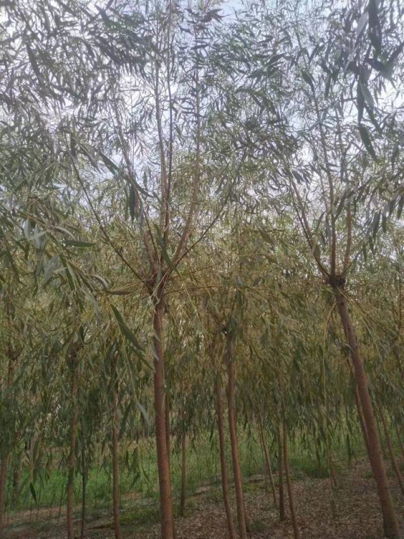 垂柳柳树绿化苗木垂柳种苗基地直发好成活诚信经营欢迎选购