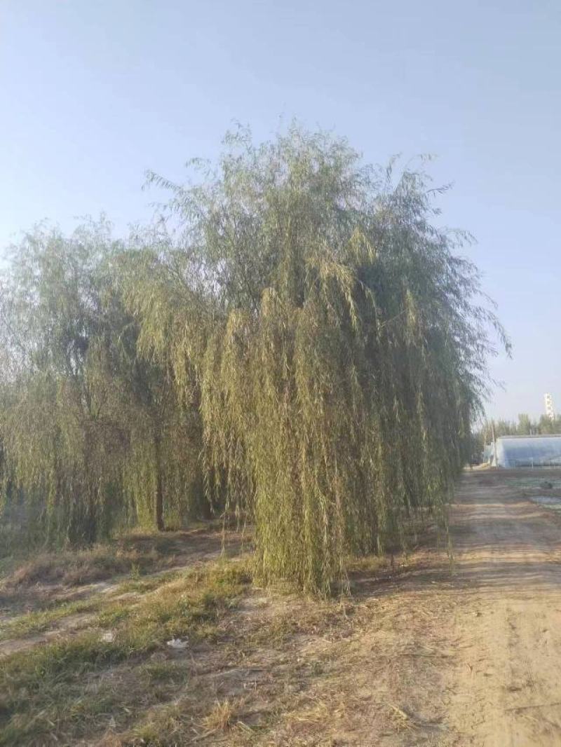 垂柳柳树绿化苗木垂柳种苗基地直发好成活诚信经营欢迎选购