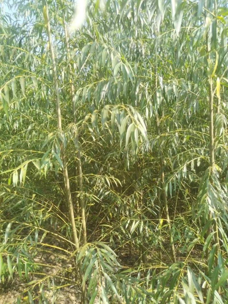 垂柳柳树绿化苗木垂柳种苗基地直发好成活诚信经营欢迎选购
