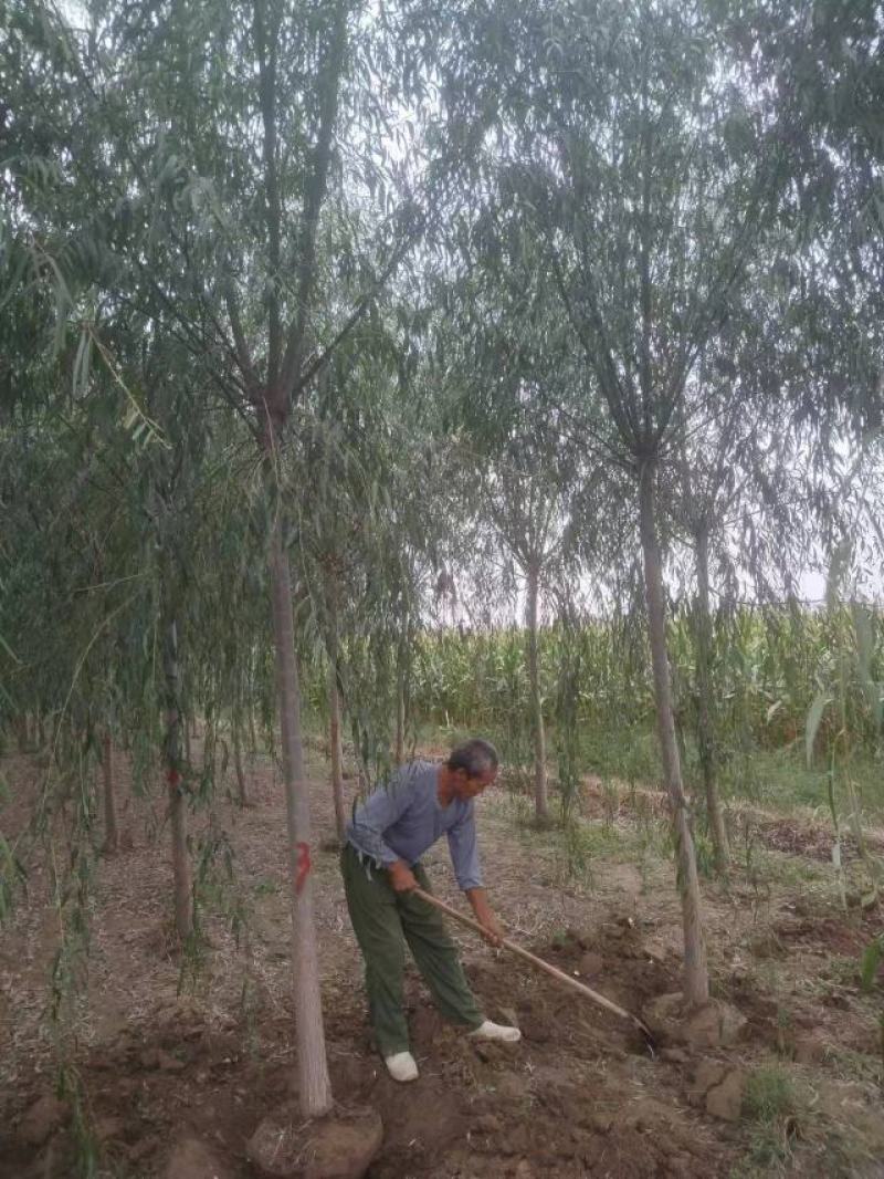 垂柳柳树绿化苗木垂柳种苗基地直发好成活诚信经营欢迎选购