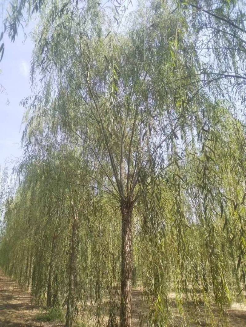 垂柳柳树绿化苗木垂柳种苗基地直发好成活诚信经营欢迎选购