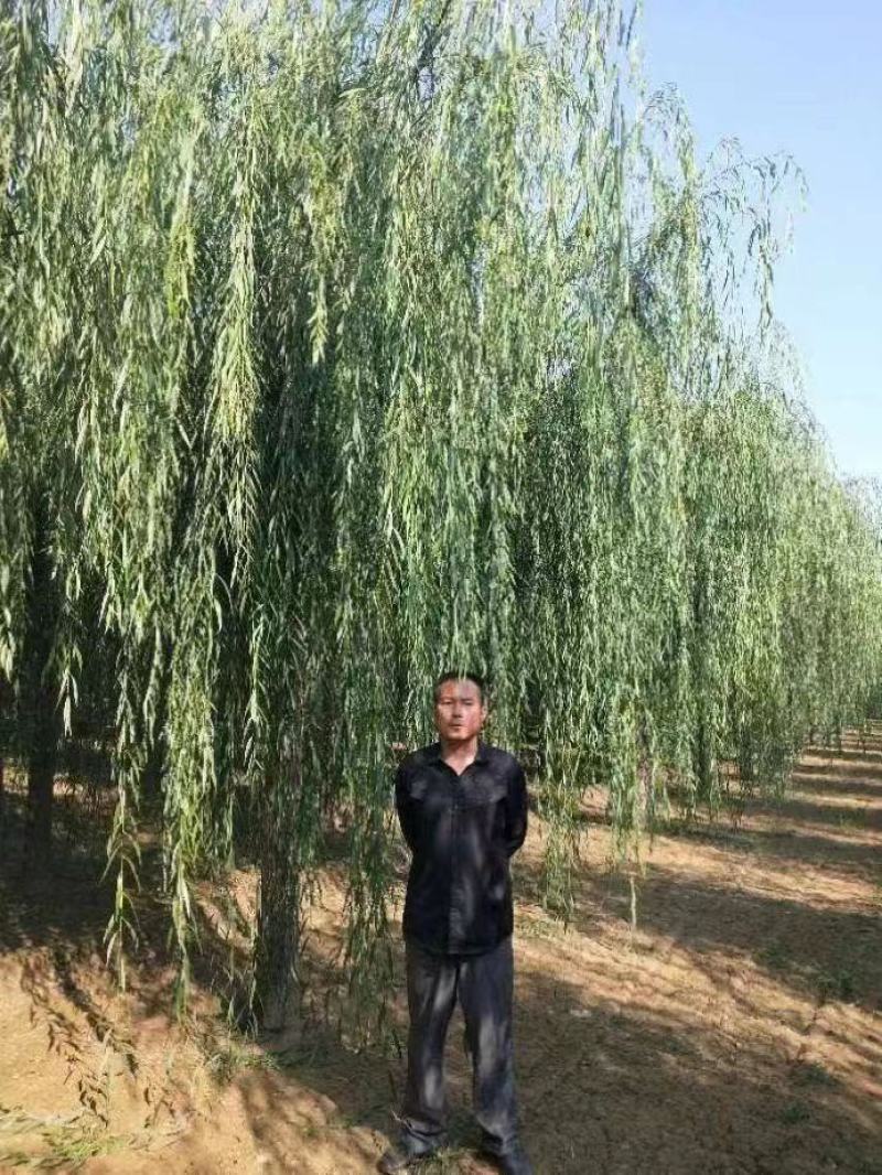 垂柳柳树绿化苗木垂柳种苗基地直发好成活诚信经营欢迎选购