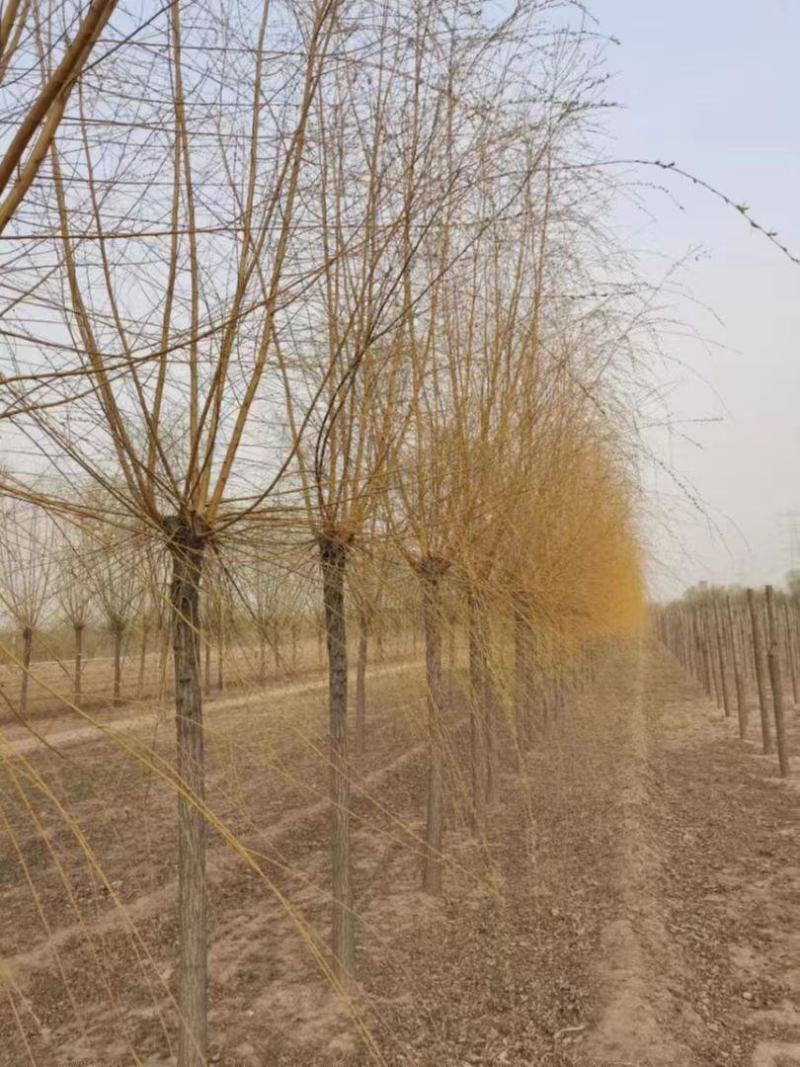 垂柳柳树绿化苗木垂柳种苗基地直发好成活诚信经营欢迎选购