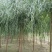 垂柳柳树绿化苗木垂柳种苗基地直发好成活诚信经营欢迎选购