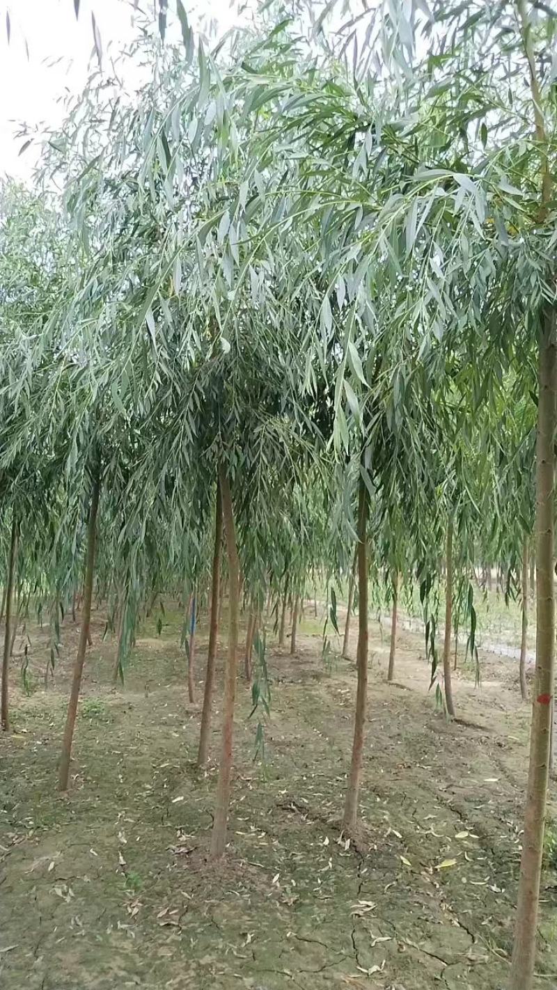 垂柳柳树绿化苗木垂柳种苗基地直发好成活诚信经营欢迎选购