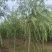 垂柳柳树绿化苗木垂柳种苗基地直发好成活诚信经营欢迎选购