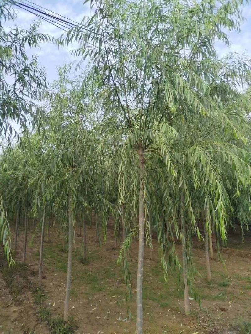 垂柳柳树绿化苗木垂柳种苗基地直发好成活诚信经营欢迎选购
