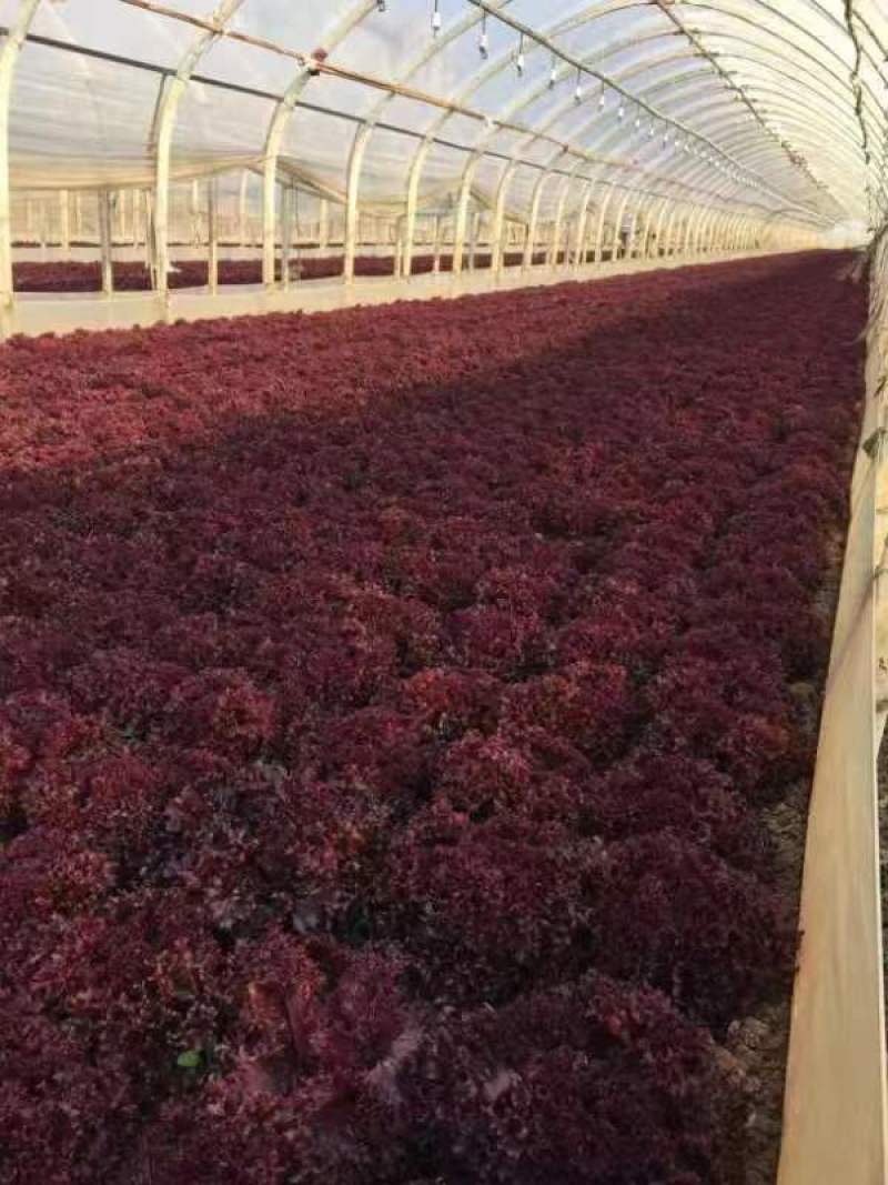 越冬花青素爆棚的紫韵-深紫色生菜种子罗马生菜种子精品