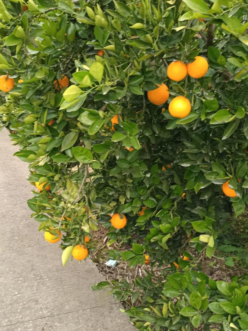 巴阳本地三月黄，沃柑，皖橙数量不多了
