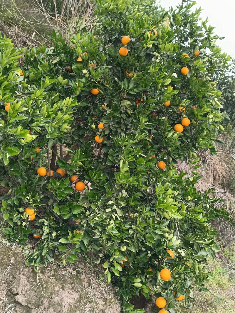 巴阳本地三月黄，沃柑，皖橙数量不多了
