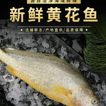 大黄花鱼，体大身胖，可试吃包邮，可批发一件包邮
