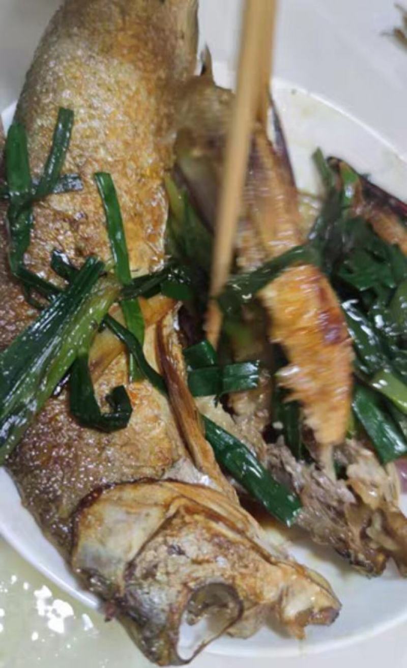 大黄花鱼，体大身胖，可试吃包邮，可批发一件包邮
