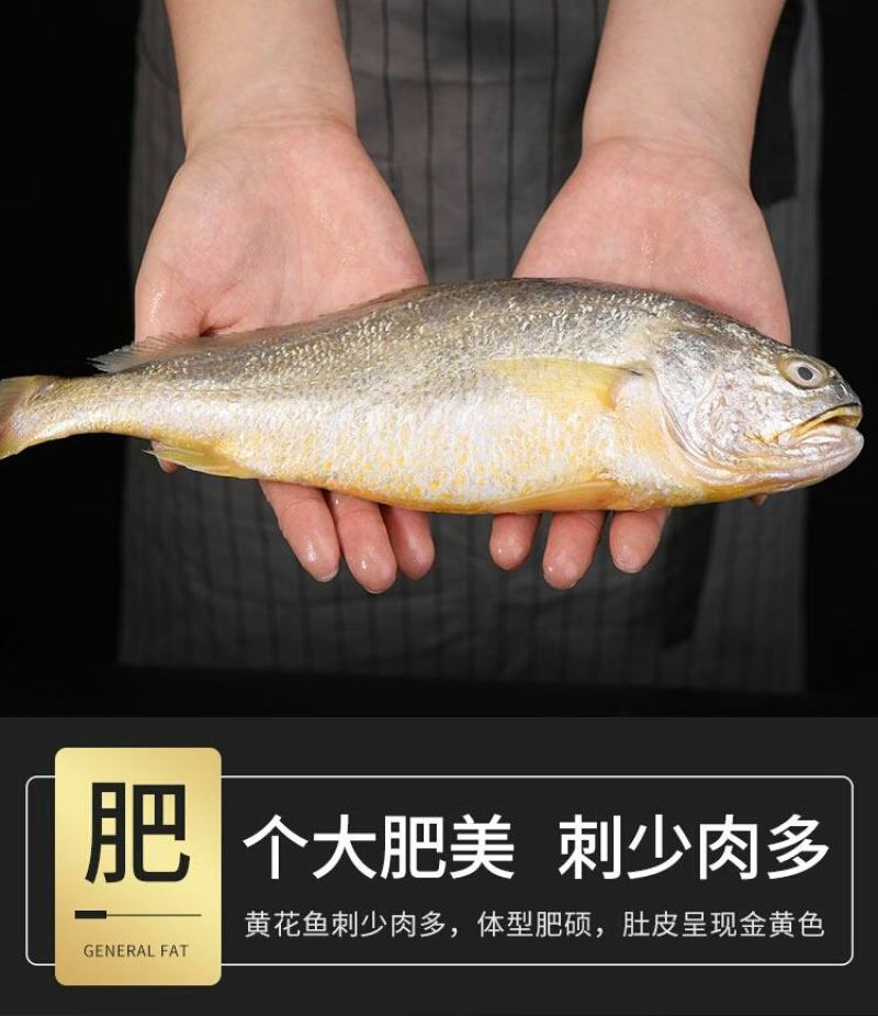 大黄花鱼，体大身胖，可试吃包邮，可批发一件包邮